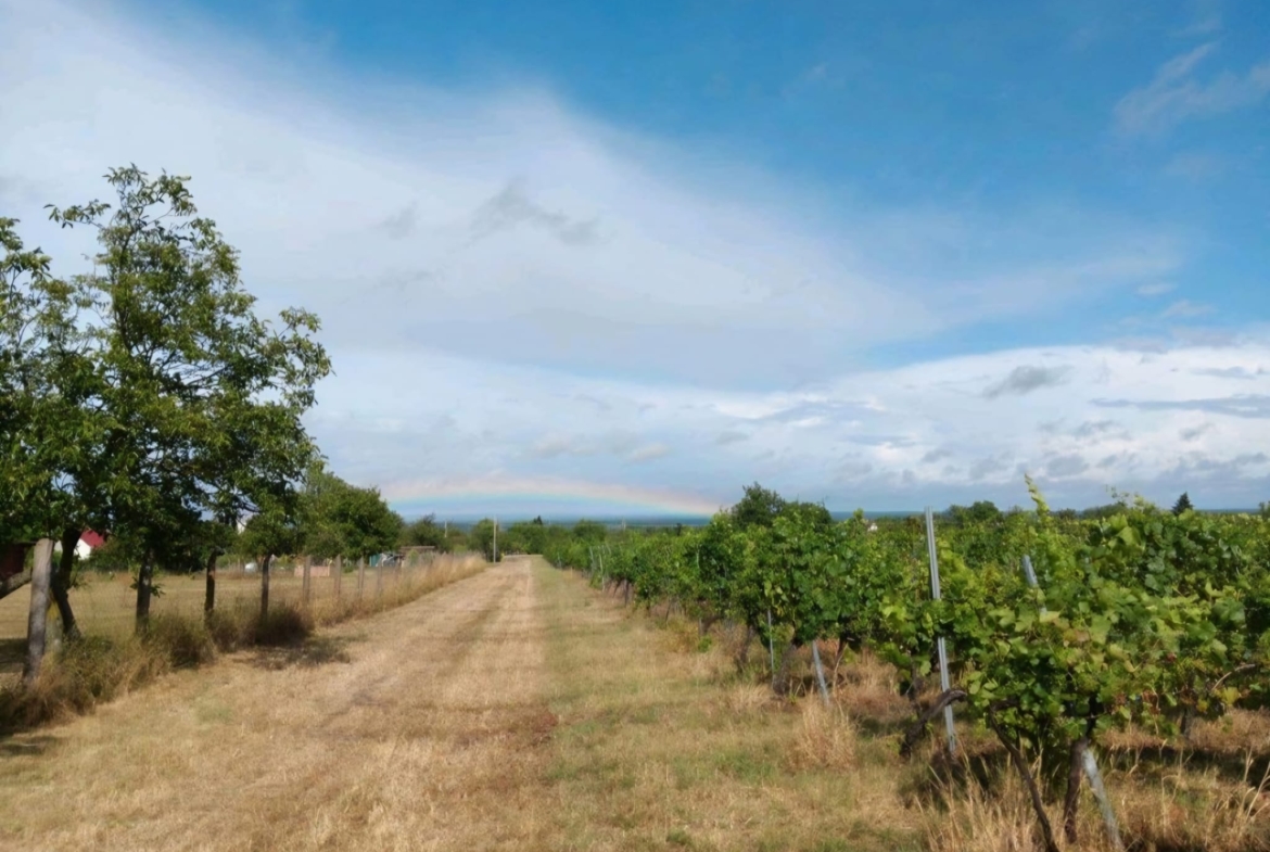 Ein Stück Paradies – mitten im Weinberg von Marcali, Ungarn