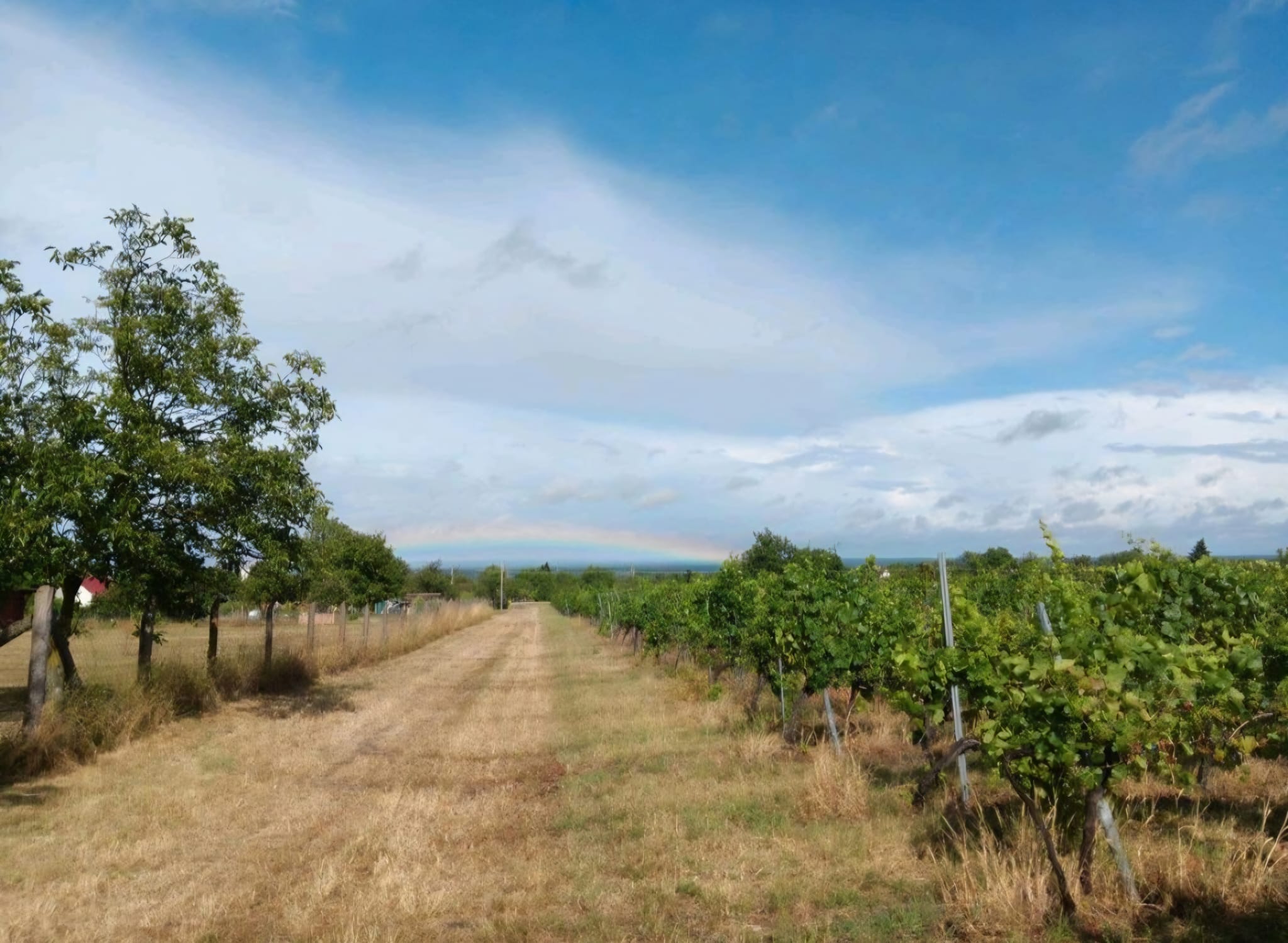 QQSE1932 Ein Stück Paradies – mitten im Weinberg von Marcali, Ungarn